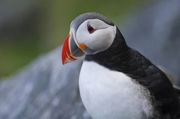 Atlantischer Papageitaucher Fratercula Arctica Runde Insel Skandinavien Europa — Stockfoto