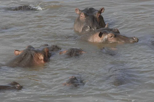 Hipopótamos Hippopotamus Amphibius Agua —  Fotos de Stock