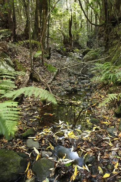 Garajonay Nationalpark Bach Lorbeerwald Laurisilva Gomera Kanarische Inseln Spanien Europa — Stockfoto