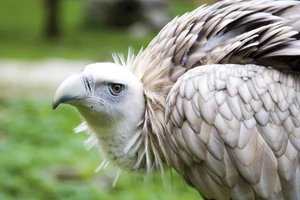 Griffon Akbabası Gyps Fulvus — Stok fotoğraf