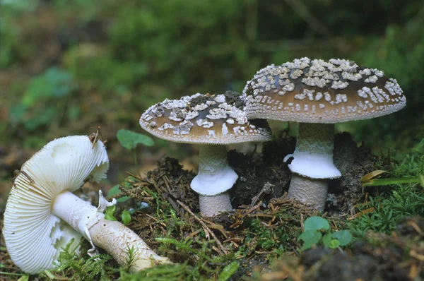 Grey Spotted Amanita Amanita Excelsa — Stock Photo, Image