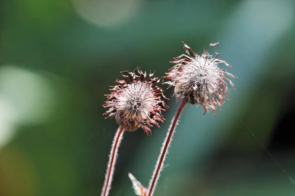 Avens Mor Avens Geum Rivale — Stok fotoğraf