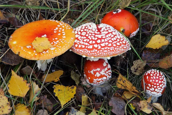 Fly Agaric Amanita Muscaria Dangerous Mushrooms — Stock Photo, Image