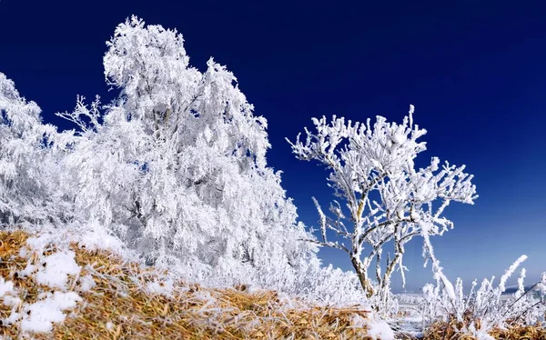 Gelo paesaggio invernale — Foto Stock