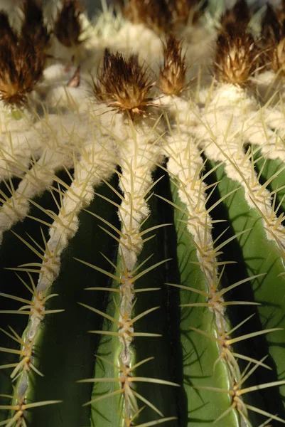 サボテンの植物の細部のショットを閉じる — ストック写真