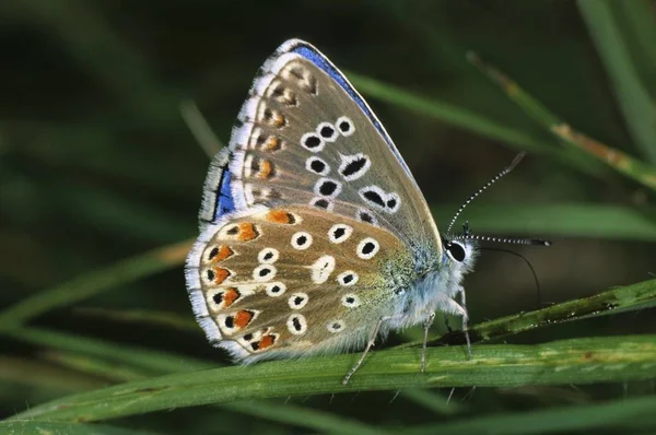 Adonis Blau Lysandra Bellargus Schmetterling Sitzt Auf Grünem Gras — Stockfoto