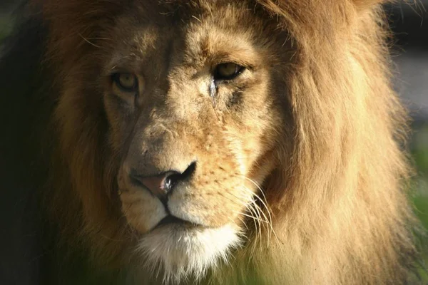 Löwe Panthera Leo Zoo Düsseldorf Nordrhein Westfalen Deutschland Europa — Stockfoto