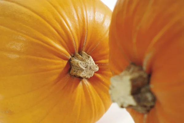 Citrouilles Cucurbita Fond Blanc — Photo