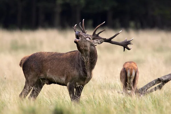 male and female Cervus elaphus deer in field