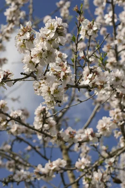 Цветущие Миндальные Деревья Белыми Цветами Prunus Dulcis Майорка Испания — стоковое фото