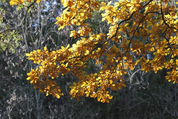 Autumnal oak tree, Pedunculate Oak (Quercus robur)