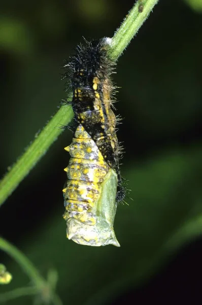 小さなべっ甲 Aglais ナミハダニ のクローズ アップ Eruca Pupating — ストック写真