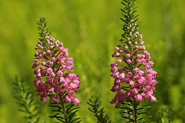 Blommande Cornish Heath Cultivar Keverne Erica Vagans Keverne — Stockfoto