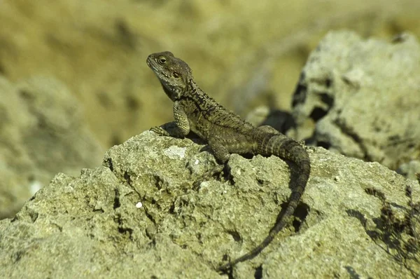 Vue Rapprochée Rughtail Rock Agama Laudakia Stellio — Photo