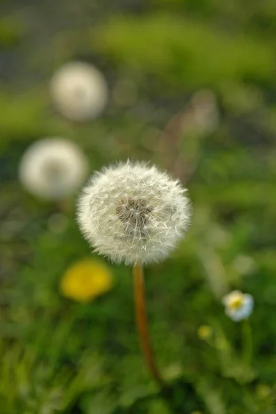 Dandelion plant in green meadow, blurred background