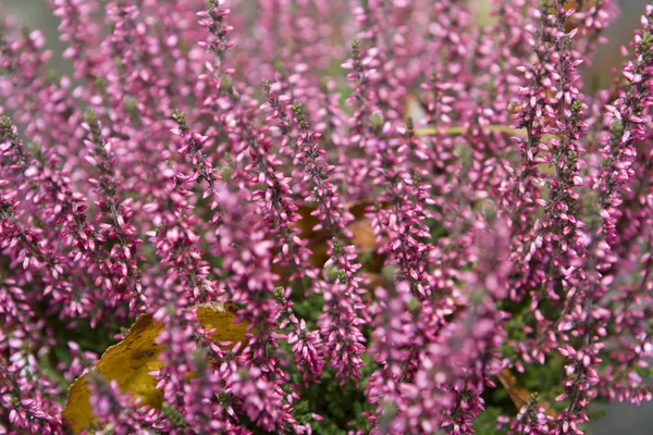 Gros Plan Sur Les Fleurs Ericaceae — Photo