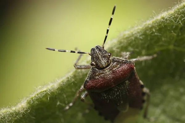 Sloe Bug Dolycoris Baccarum Pentatomidae Alemania Europa —  Fotos de Stock