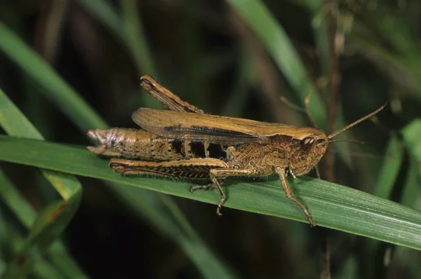 Close Van Gemeenschappelijke Groene Sprinkhaan Omocestus Viridulus Vrouwtje — Stockfoto