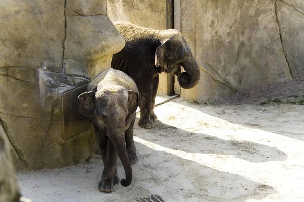 Asian Elephants and Indian Elephants in zoo