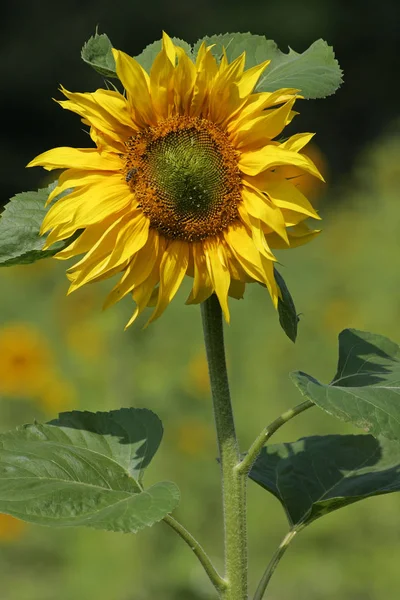 Florescendo Amarelo Girassol Comum Flor Helianthus Annuus — Fotografia de Stock