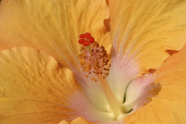 Beautifil Amarelo Flor Hibisco — Fotografia de Stock