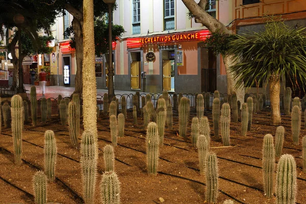 Cacti Catalina Park Las Palmas Gran Canaria Espanha Europa — Fotografia de Stock