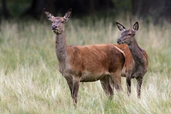 Cerf Rouge Femelle Pendant Les Ornières Cervus Elaphus — Photo