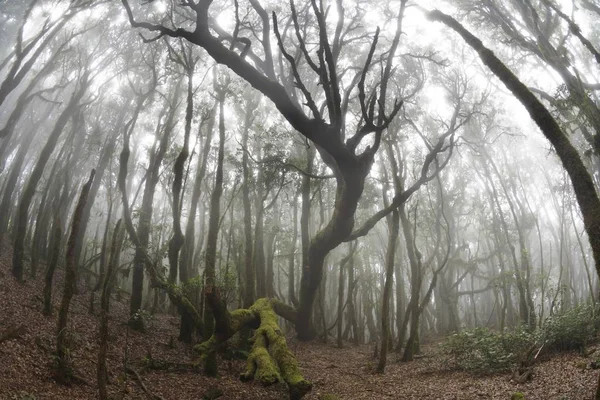 Garajonay National Park Laurel Forest Laurisilva Gomera Ilhas Canárias Espanha — Fotografia de Stock