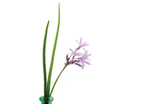 Цветение Чеснока Allium Sativum — стоковое фото