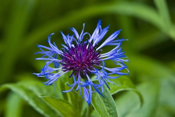 Cornflower Centaurea Cyanus Close Seup Fauna Nature — стоковое фото