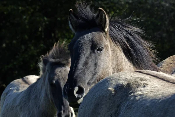 Konie Konik Equus Przewalskii Caballus — Zdjęcie stockowe