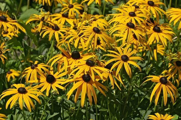 Black Eyed Susan Rudbeckia Hirta Blommor — Stockfoto