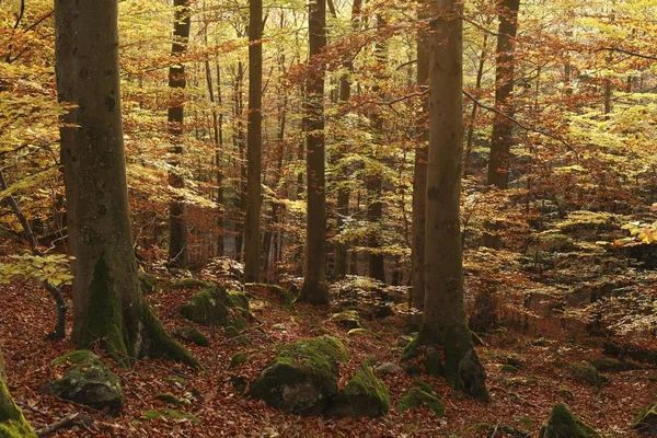 山毛榉森林 Rhoen Franconia 巴伐利亚 — 图库照片