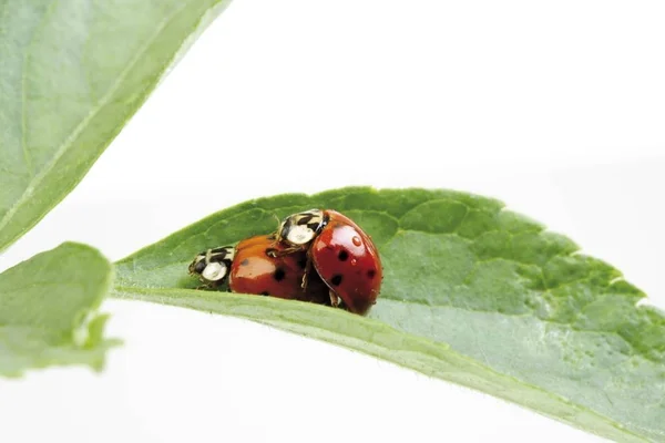 Ladybugs Veya Beyaz Izole Ladybirds Yeşil Yaprak Coccinellidae Üzerinde — Stok fotoğraf