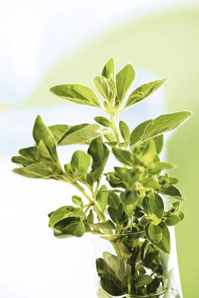 Daun Golden Oregano Origanum Vulgare Aureum — Stok Foto