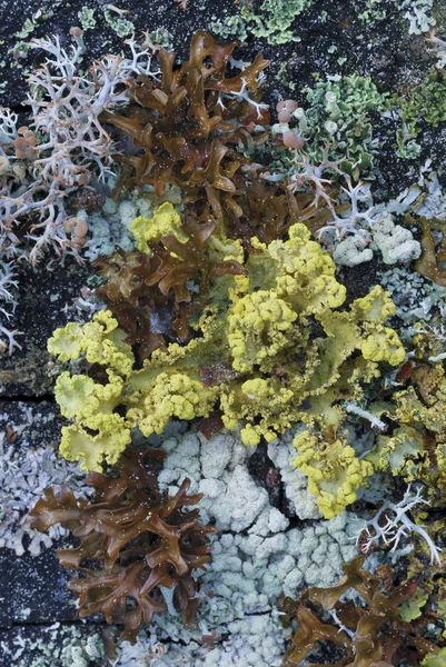 Varios Líquenes Algas Roca Granito Noruega Europa —  Fotos de Stock