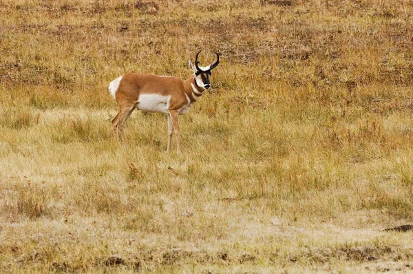 Pronghorn em pé no campo — Fotografia de Stock