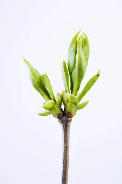 Сирень Весной Сиринга — стоковое фото