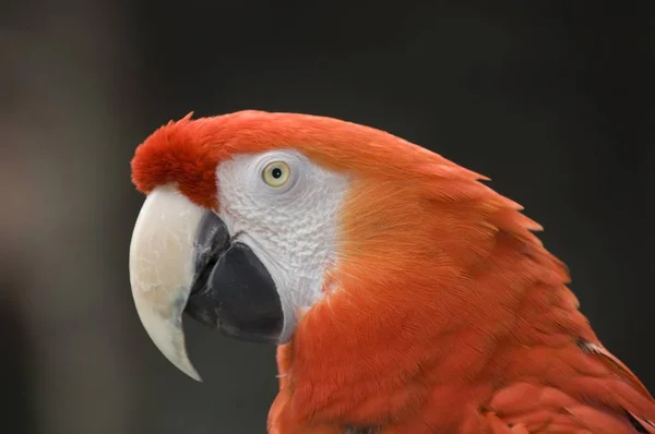 Loro Guacamayo Escarlata Ara Macao Retrato —  Fotos de Stock