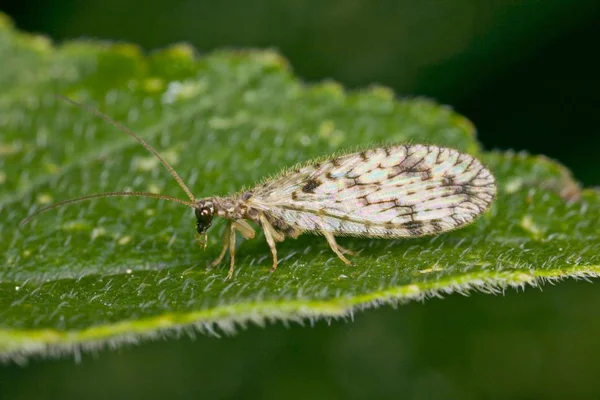 Yaprak üzerinde oturan Micromus variegatus sinek — Stok fotoğraf