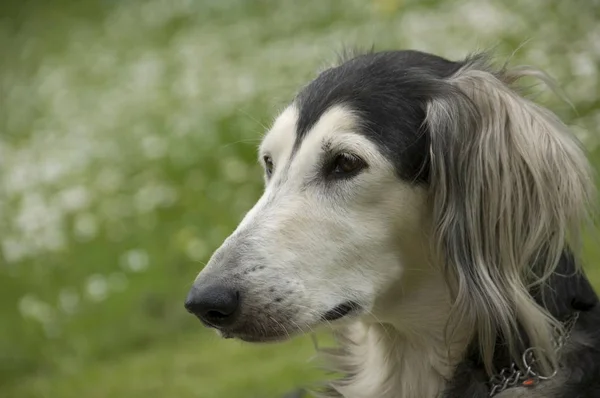 Saluki Περσικό Λαγωνικό Σκύλο Πορτρέτο — Φωτογραφία Αρχείου