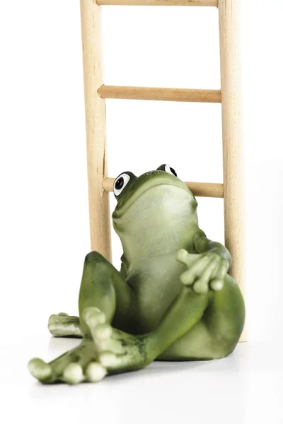 はしごの前に座っているカエル グッズ — ストック写真