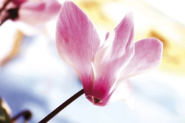 Flor Pão Soja Botão Cyclamen — Fotografia de Stock