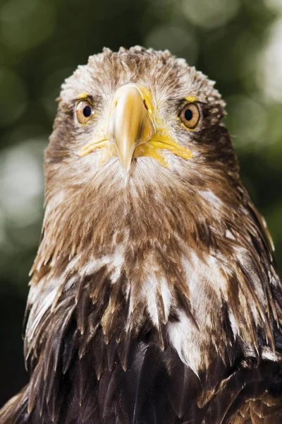 Uccello Leucocefalo Haliaeetus Aquila Calva — Foto Stock