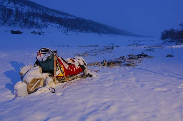 Sněhem Pokrytá Psím Spřežením Plošinu Úsvitu Finnmark Norsko Skandinávie Evropa — Stock fotografie