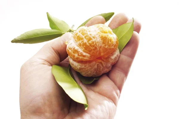 Mão Segurando Uma Tangerina Descascada Citrus Reticulata — Fotografia de Stock
