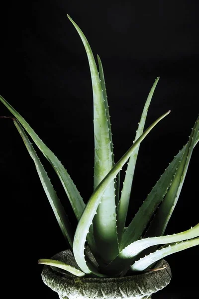 Blick Auf Die Nahaufnahme Von Aloe Vera — Stockfoto