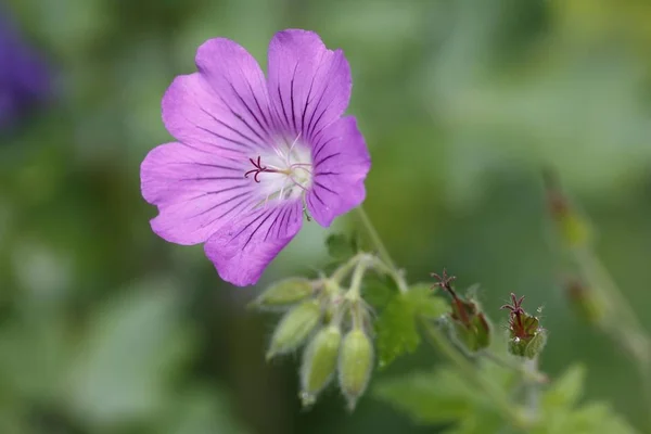 Geranium Krvavá Německo Evropa — Stock fotografie