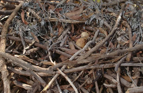 Eagle Nest Eggs Aquila — Stock Photo, Image