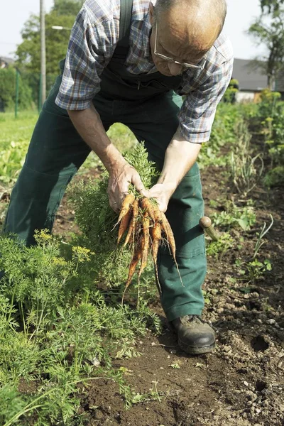 Пожилой Человек Собирает Морковь Daucus Carota Subsp Sbs — стоковое фото